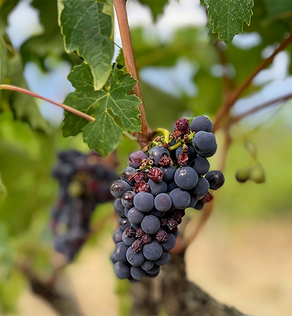 ΓΕΥΣΙΓΝΩΣΙΑ ΚΡΑΣΙΟΥ